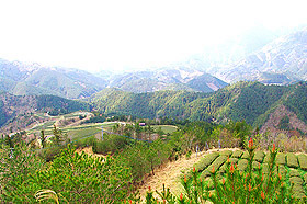 茶作りが始まった四万十源流のそばの山の上