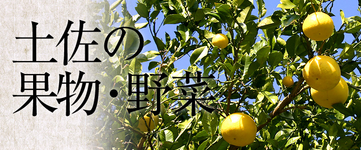 高知県のおいしい果物・野菜/フルーツトマト・小夏・文旦・柚子【土佐うまいもの100選】